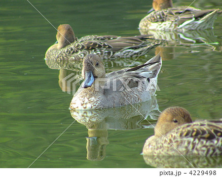 オナガガモ オナガガモ 4229498