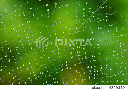 蜘蛛の糸についた雨のしずく 4229850