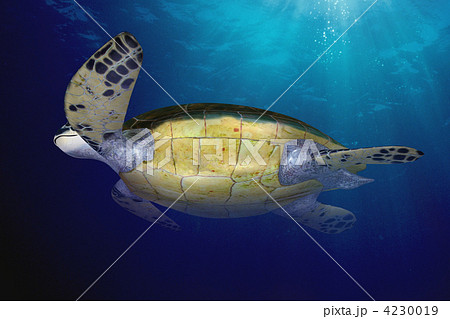 アオウミガメ 4230019