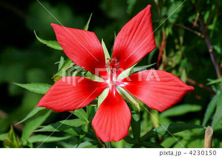 紅葉葵が鮮やかに咲いています。 夏です。 紅葉葵が鮮やかに咲いています。 夏です。 4230150