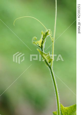 荒れ地瓜 どこまで伸びる? 荒れ地瓜 どこまで伸びる? 4230151