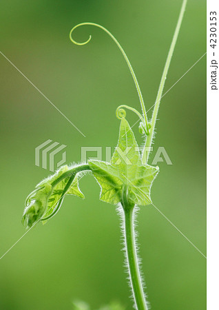 荒れ地瓜　花芽かな？ 4230153