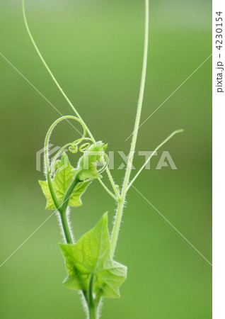 荒れ地瓜　新芽は可愛いんですけどね・・・・ 4230154