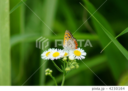 紅小灰蝶と姫女苑 4230164