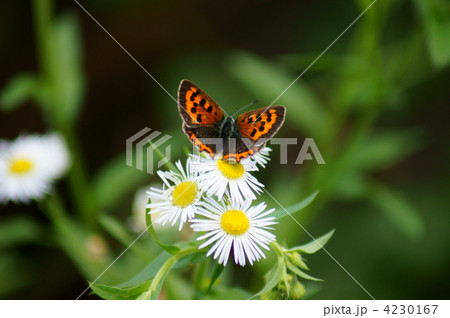 紅小灰蝶と姫女苑 4230167