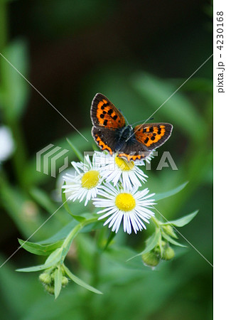 紅小灰蝶と姫女苑 4230168