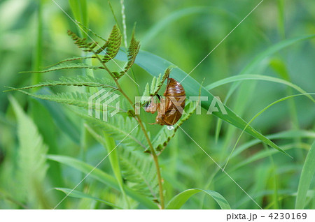 紅羊歯に蝉の抜け殻 4230169