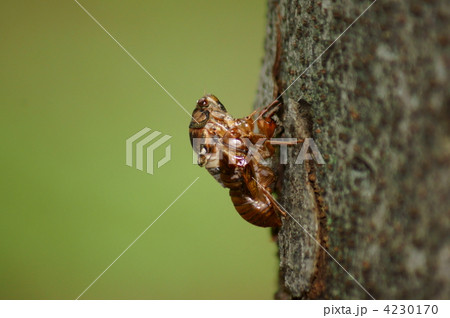 油蝉の羽化　時間がかかっているようで色づき始めています。 4230170