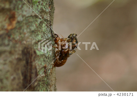 油蝉の羽化　時間がかかっているようで色づき始めています。 4230171