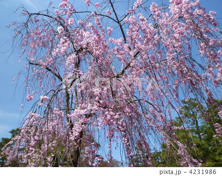 しだれ桜 4231986