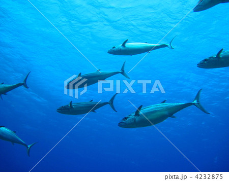 イソマグロの群れ 4232875