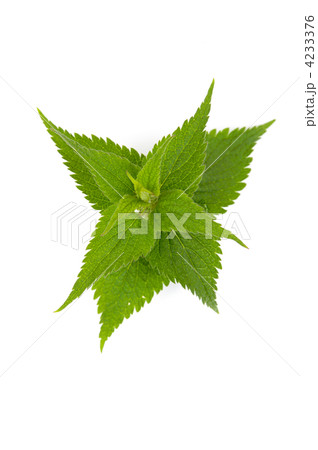 Lanium Lanium 4233376