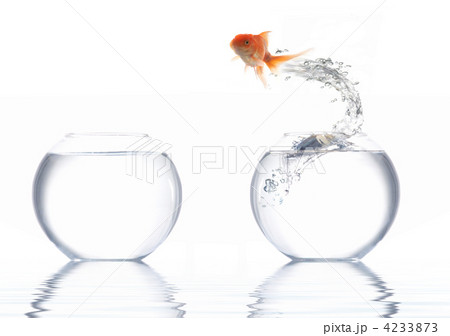 Goldfish Goldfish 4233873