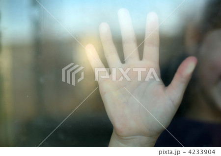 Palm Palm 4233904