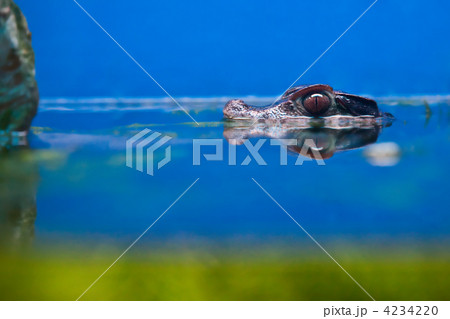 small crocodile head over water 4234220