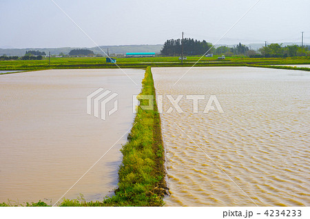 田植え 田植え 4234233