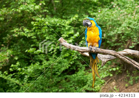 macaw on the branch 4234313