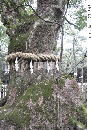熱田神宮の大楠 熱田神宮の大楠 4234393
