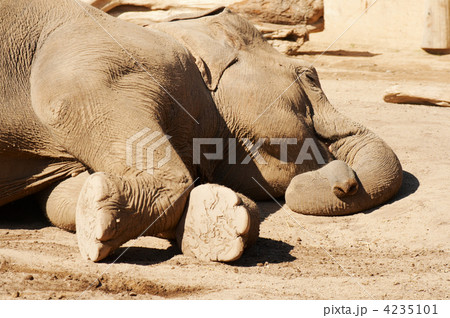 Sleeping elephant 4235101
