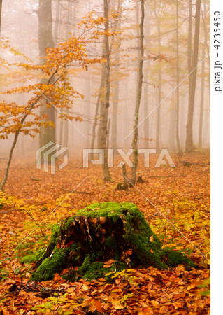Misty forest Misty forest 4235450
