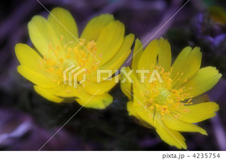 春を呼ぶ福寿草 4235754