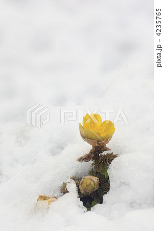 春を呼ぶ福寿草 4235765