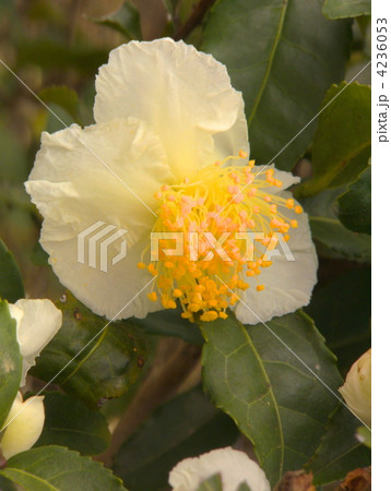 チャノキの花 4236053