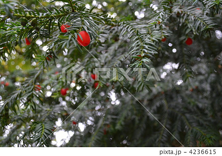 ロンドンの庭木 ロンドンの庭木 4236615