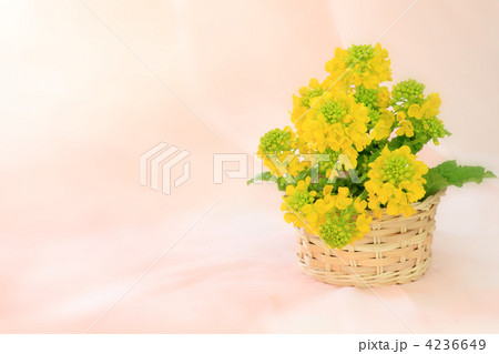 色鮮やかな春 4236649