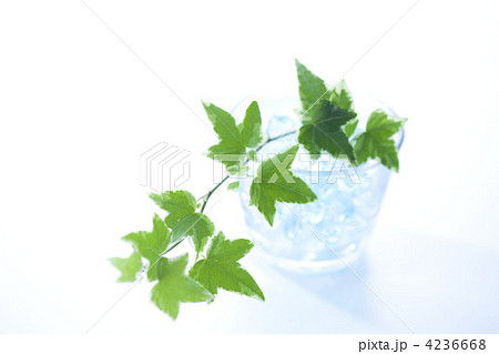 アイビー 4236668