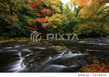 菊地渓谷の紅葉 菊地渓谷の紅葉 4236826