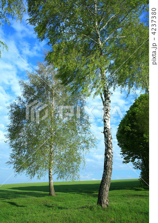 Two birches Two birches 4237380