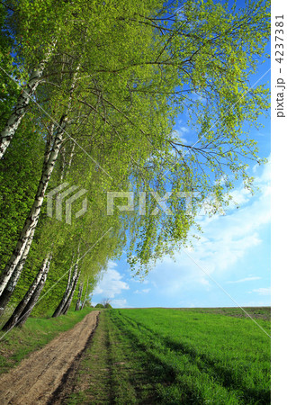 Road in a field 4237381
