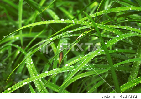 Dew on grass Dew on grass 4237382