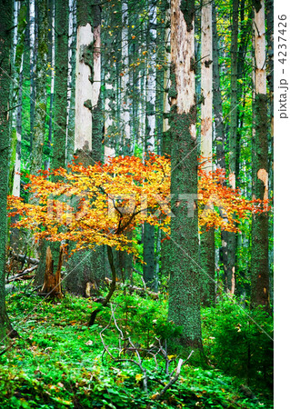 Yellow tree Yellow tree 4237426