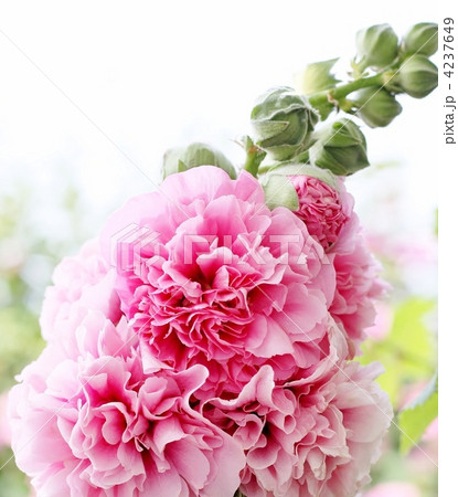 フリフリもこもこのタチアオイ 4237649