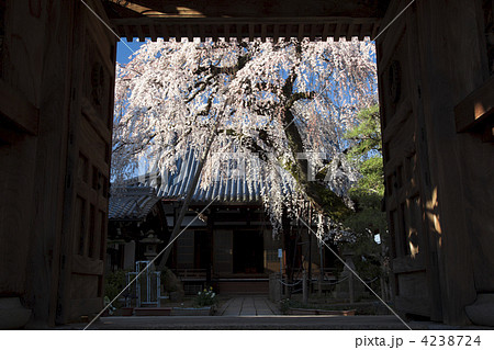【愛知県犬山市】円明寺のしだれ桜 4238724