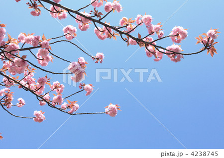 八重桜 4238745