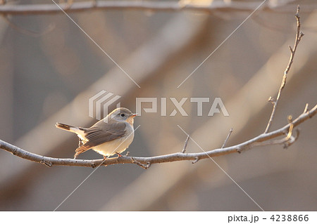 ニシオジロビタキ ニシオジロビタキ 4238866