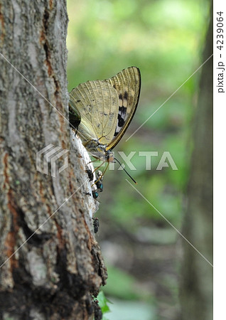 オオムラサキ 4239064