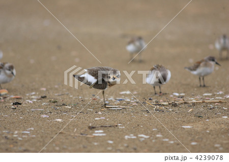 メダイチドリ メダイチドリ 4239078