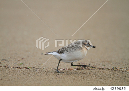 メダイチドリ 4239086