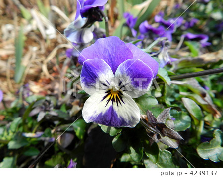 ビオラ 4239137