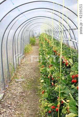 石垣いちご 石垣いちご 4239151