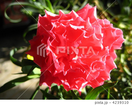 花開く瞬間のカーネーション 花開く瞬間のカーネーション 4239310