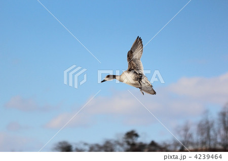 オナガガモの飛翔 4239464