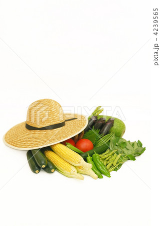 夏野菜 4239565