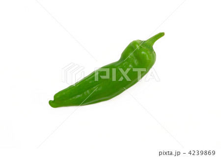 ししとう 4239869