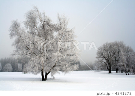 snow landscape with trees 4241272