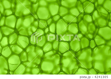 cell green background 4241305
